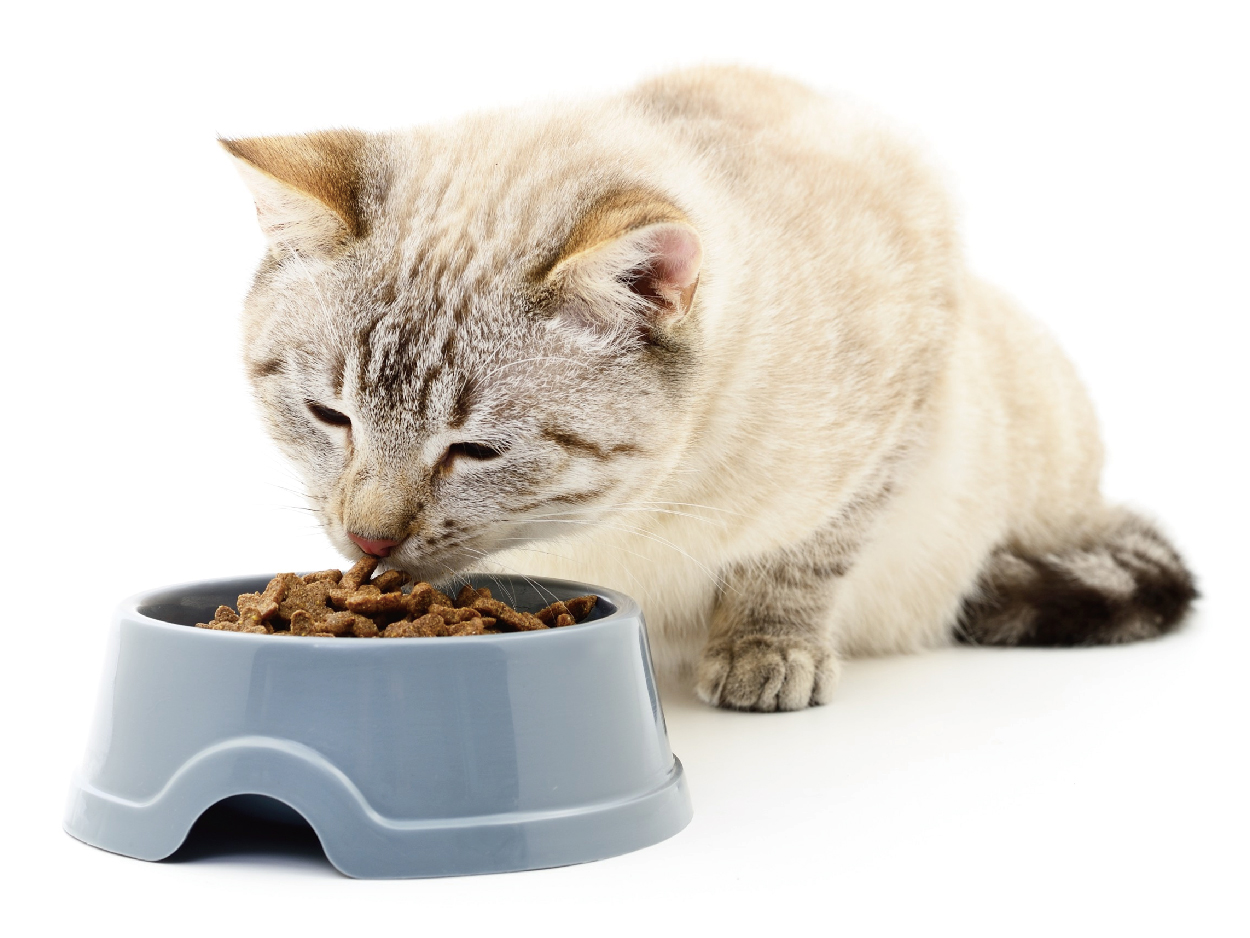 06. 附圖 貓咪的飲食營養學 03