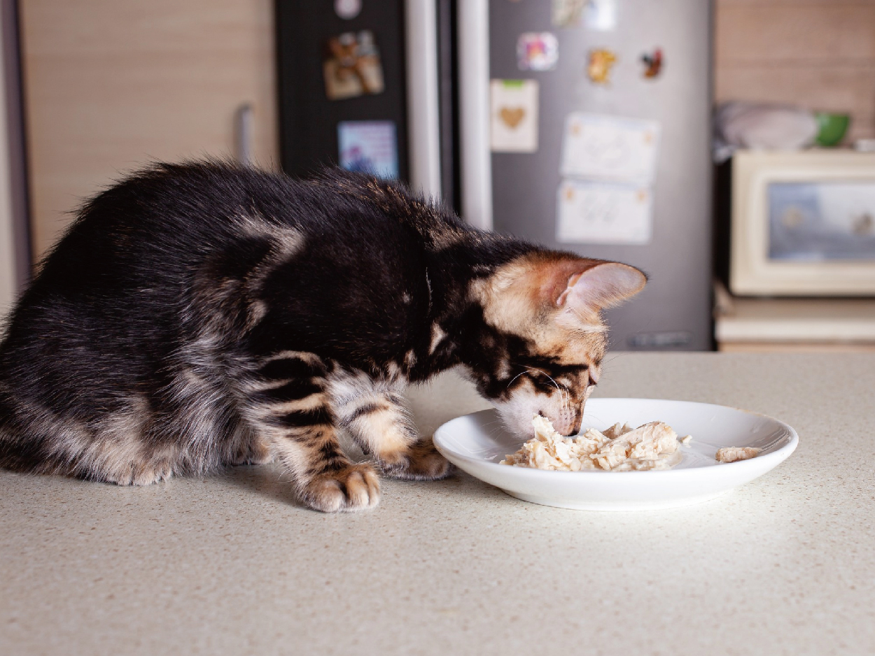 06. 附圖 貓咪的飲食營養學 工作區域 1