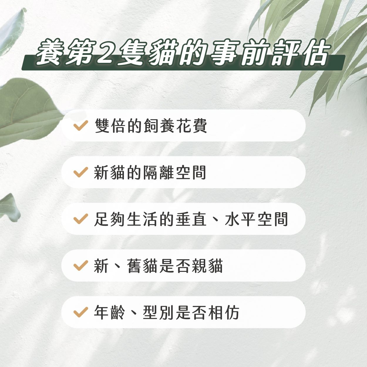 附圖 想再養一隻貓？你得知道這些注意事項！ 09