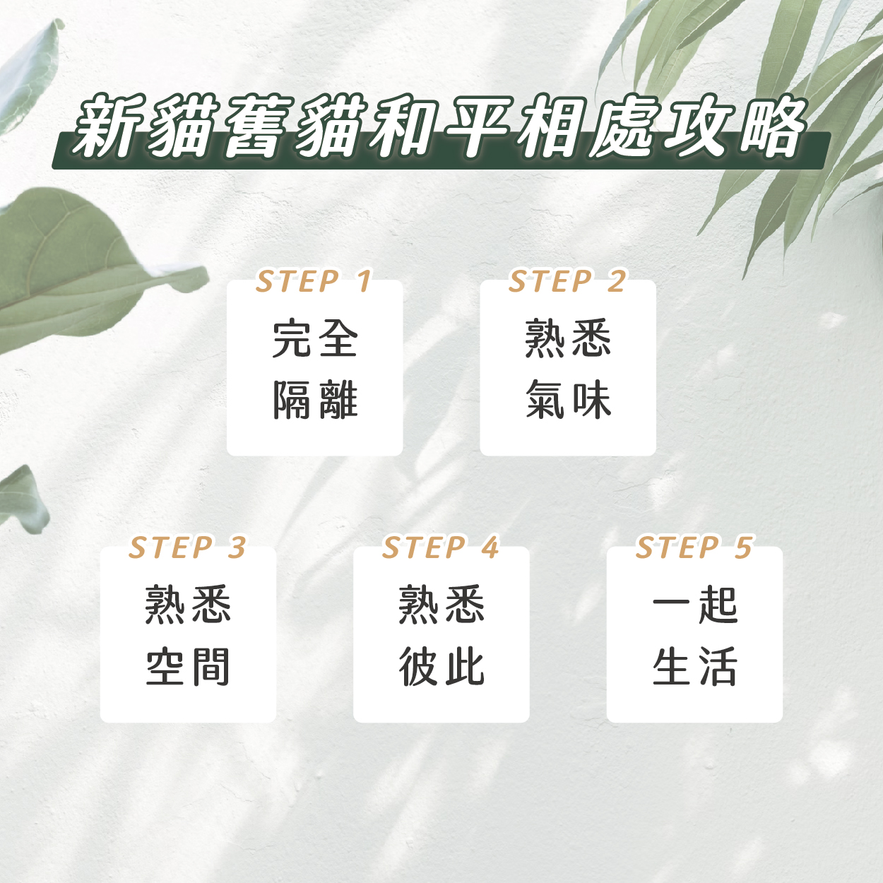 附圖 想再養一隻貓？你得知道這些注意事項！ 10