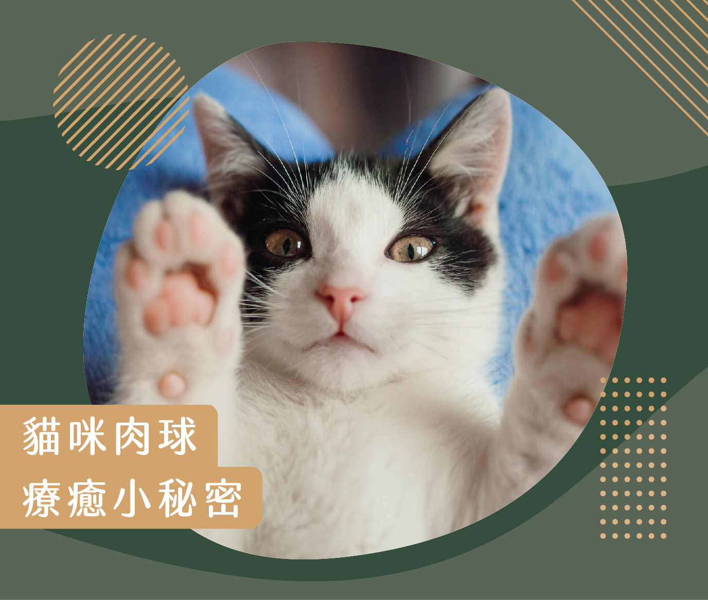 《貓咪肉球的療癒小秘密》 1 220923 主圖 貓咪肉球的小秘密 工作區域 1