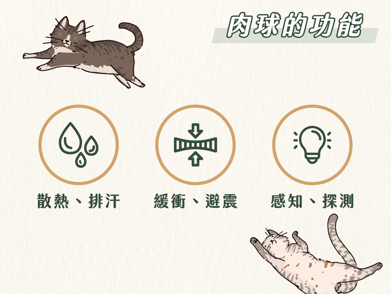 《貓咪肉球的療癒小秘密》 3 220923 貓咪肉球的小秘密 02