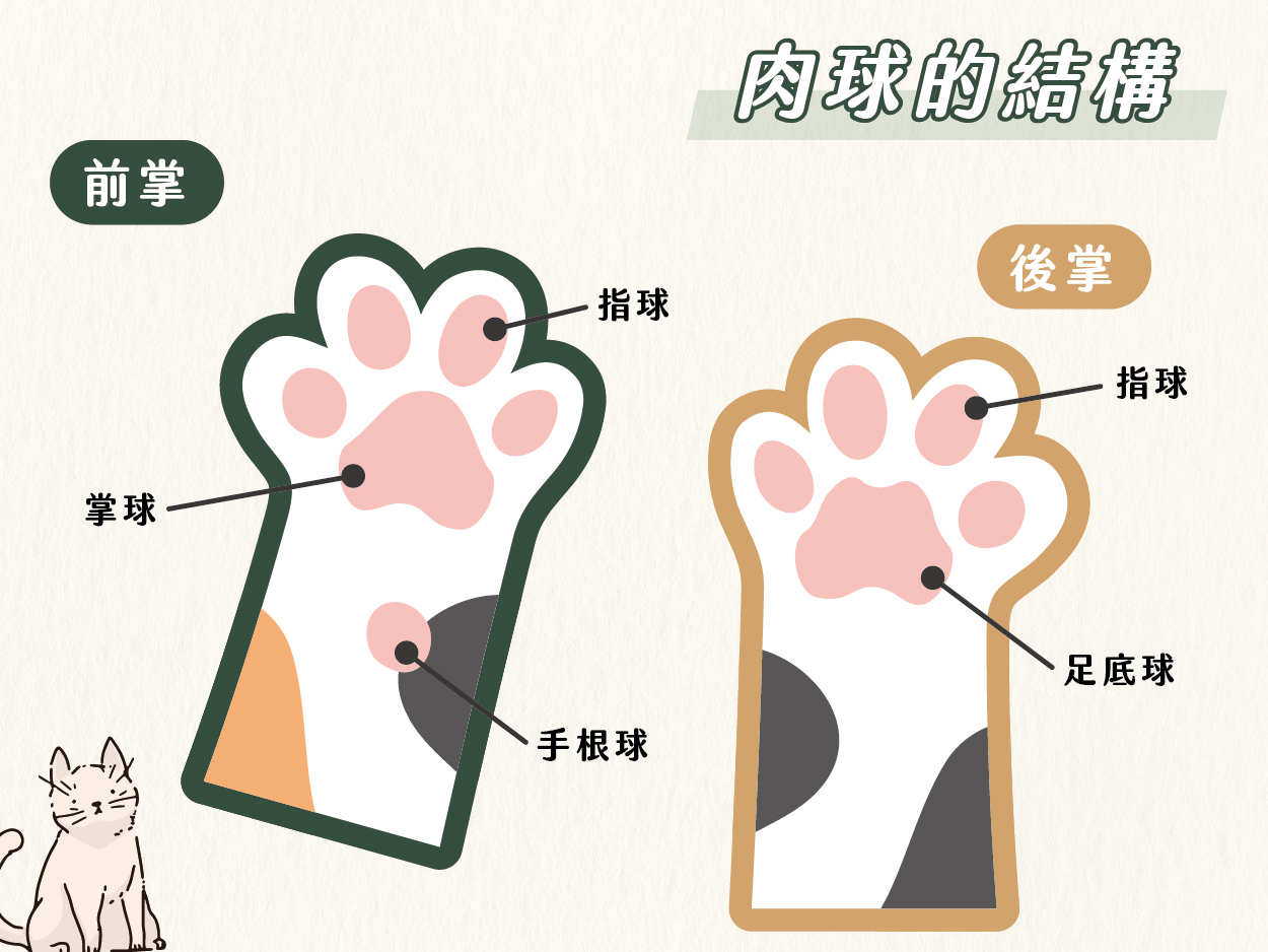 《貓咪肉球的療癒小秘密》 2 220923 貓咪肉球的小秘密 工作區域 1