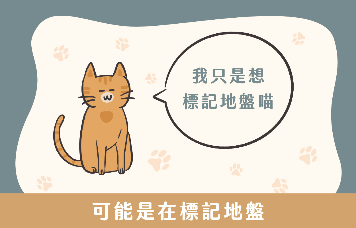 貓咪亂尿尿7大原因!貓行為諮商師幫你解答|草恩貓砂 2 貓咪亂尿尿可能是在標記地盤