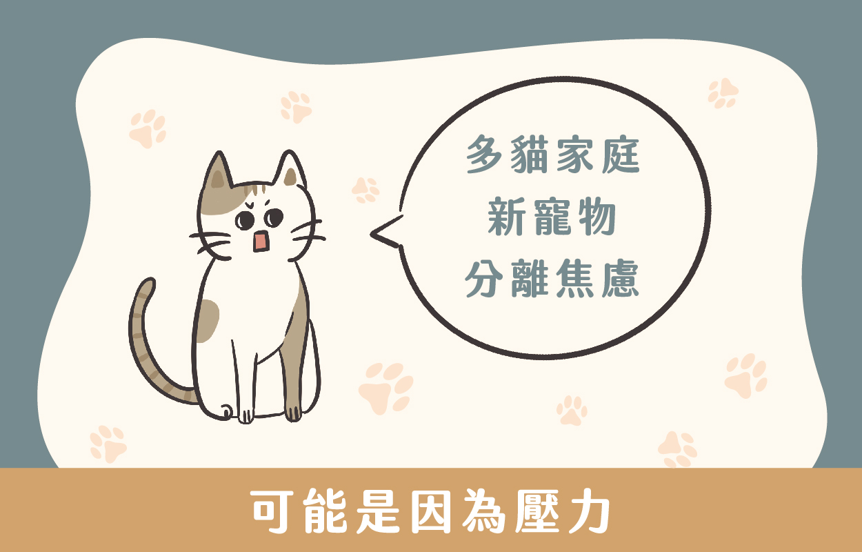 貓咪亂尿尿7大原因!貓行為諮商師幫你解答|草恩貓砂 3 你的貓咪亂尿尿可能是因為壓力