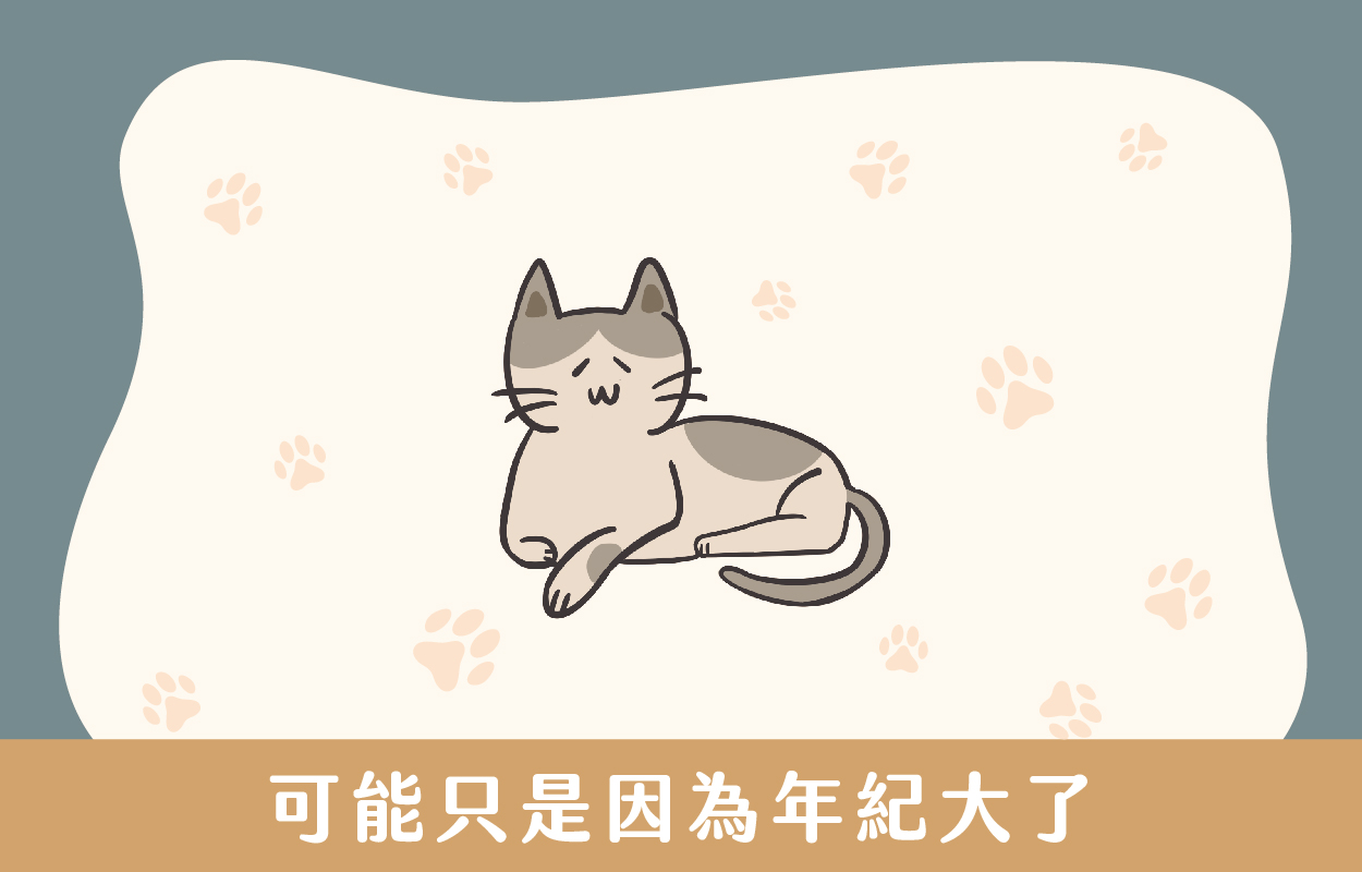 貓咪亂尿尿7大原因!貓行為諮商師幫你解答|草恩貓砂 4 貓咪亂尿尿有可能只是因為年紀大了