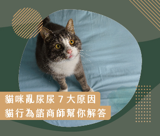 貓咪亂尿尿7大原因!貓行為諮商師幫你解答|草恩貓砂 1 貓咪亂尿尿怎麼辦