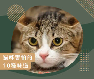貓咪圖書館 8 230119 貓咪害怕的10種味道 工作區域 1