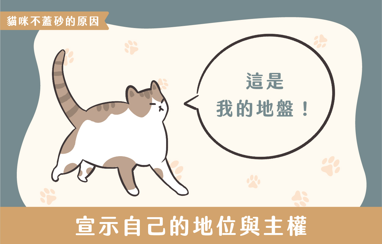 探討貓咪不蓋砂的6種原因及相對應的6個解決方法 2 230427 貓咪不蓋砂原因與解決方法 v1 02
