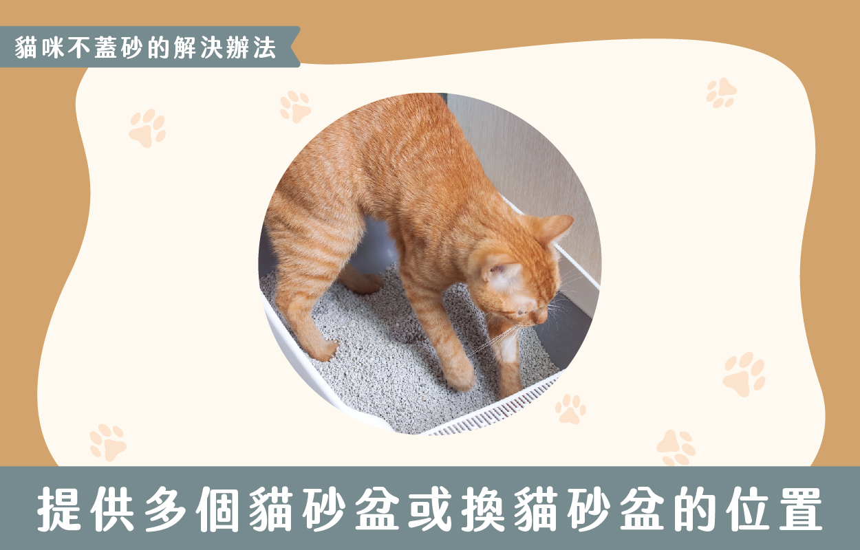 探討貓咪不蓋砂的6種原因及相對應的6個解決方法 12 230427 貓咪不蓋砂原因與解決方法 v1 12