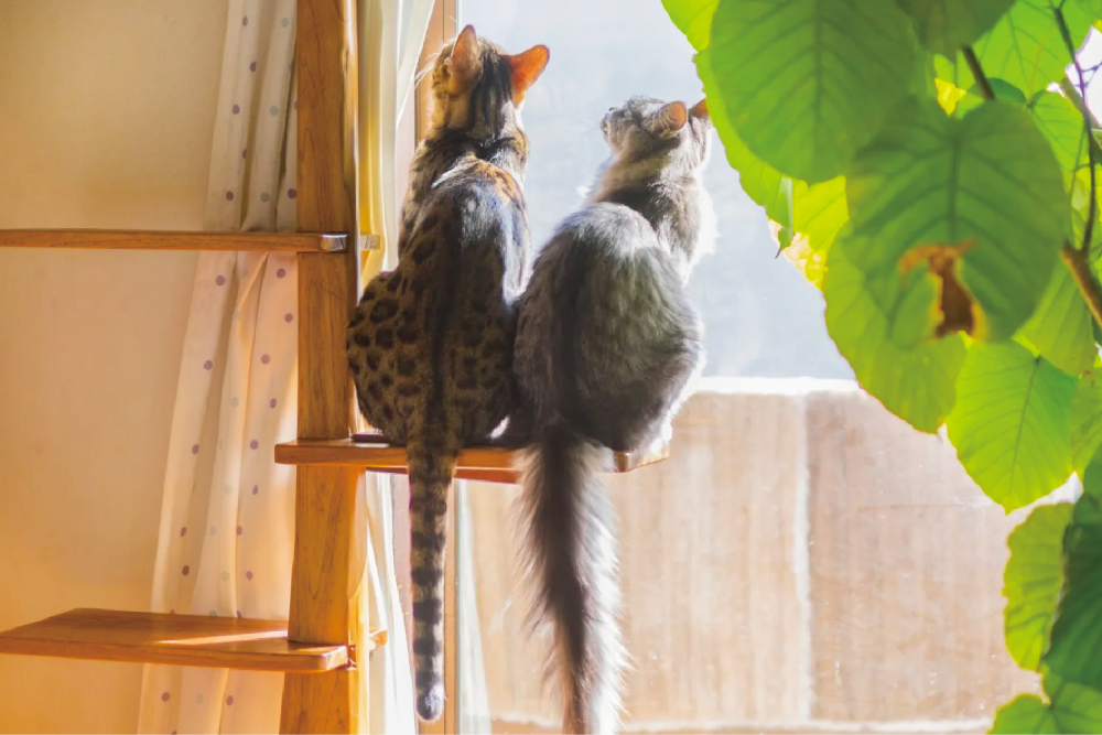 草恩官網美化素材 03