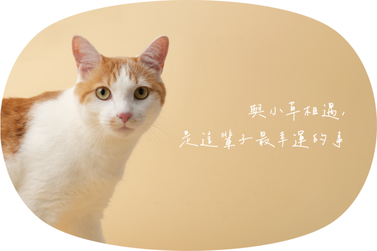 草恩官網美化素材 07