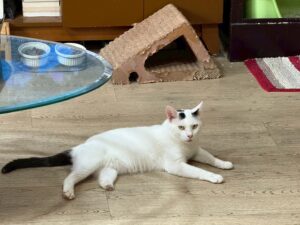 Home 28 LINE ALBUM 3點 250606 3