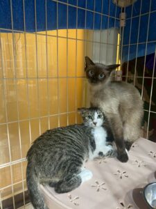 Home 26 LINE ALBUM 中都姐妹花 250606 3