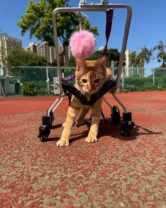 Home 25 LINE ALBUM 小橘 250611 6