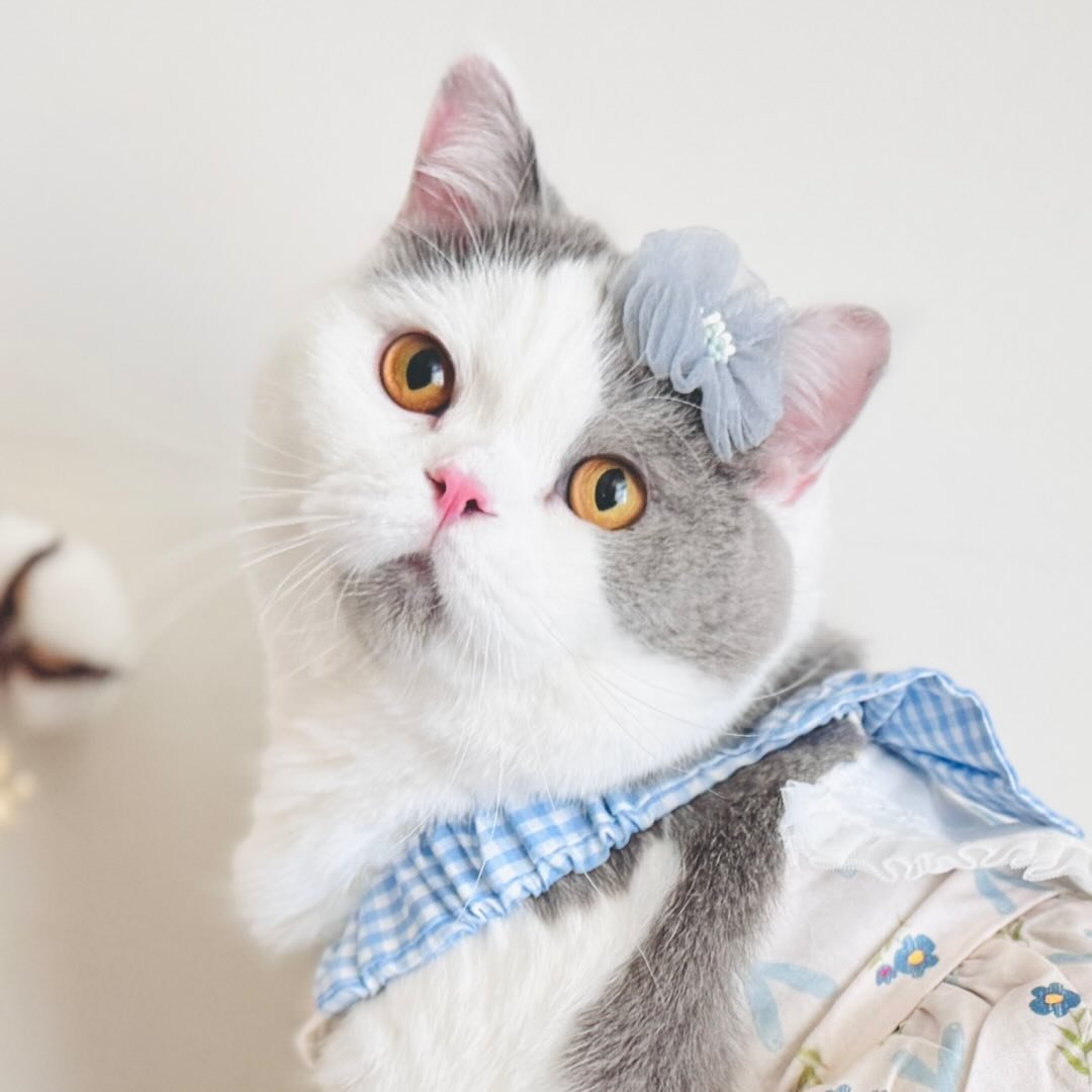 ฅ 茶茶 ᵃⁿᵈ三三 ฅ