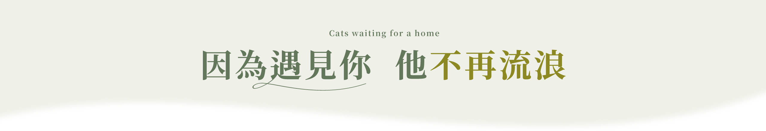官網首頁 等家浪貓 1009