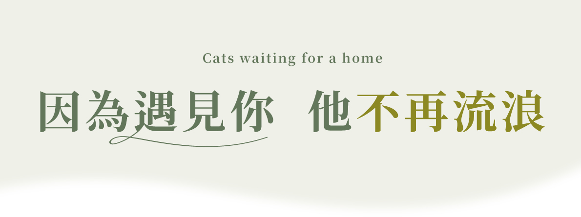 官網首頁 等家浪貓 手機版 1014